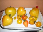 tomaten26.6.2010.jpg