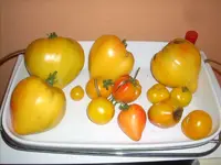 tomaten26.6.2010.webp