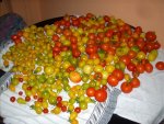 tomaten26.6.2010-2.jpg