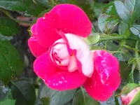 SDC12108.webp