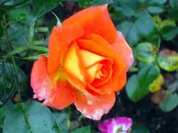 SDC12110.webp