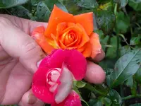 SDC12107.webp