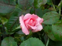 SDC12111.webp
