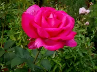 SDC12119.webp