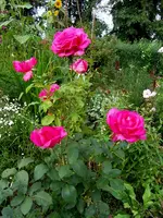 SDC12120.webp