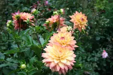 IMG_2378.webp