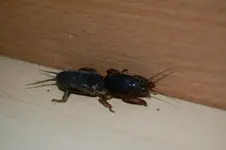 Termite 002.webp