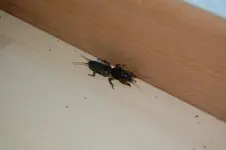 Termite 001.webp