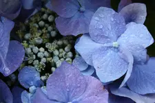 hortensie2.webp