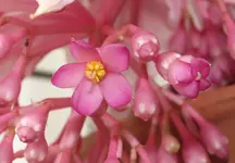P8269679 Medinilla.webp
