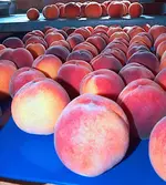 P8249514 Ernte.webp