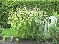 Unbekannte Pflanze.webp