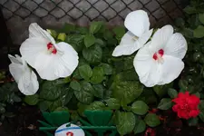 IMG_4340.webp