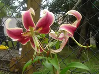 CIMG0892.webp