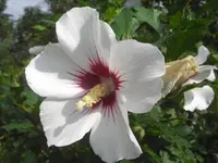 CIMG0646.webp