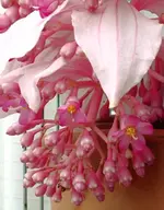P8269696 Medinilla.webp