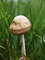 P8118544 Pilz.webp