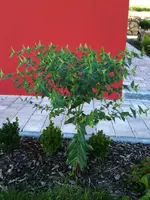 IMG_0323-small.webp
