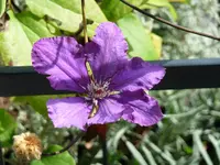 Clematis.webp