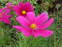 Cosmea2.webp
