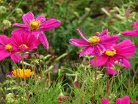 Cosmea3.webp