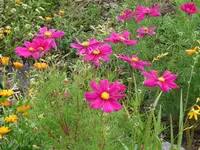 cosmea4.webp