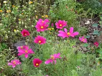 cosmea.webp