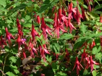 Fuchsie.webp