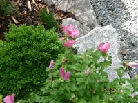 Garteneibisch.webp