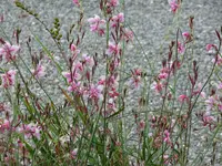 Gaura.webp