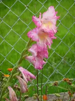 Gladiole.webp