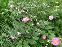 H'anemone.webp