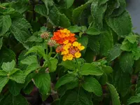 Lantana.webp