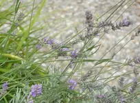 Lavendel.webp