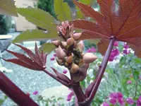 Rhizinus2.webp