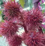 Rhizinus.webp