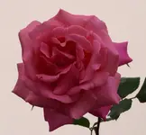 Rose2.webp