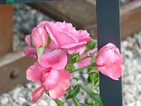 Rose.webp