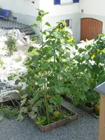 Sonnenblumen.webp