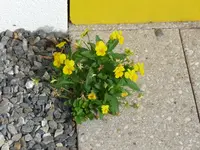 Stiefmütterchen.webp
