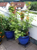 100_5504.webp