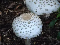 DSCF7563.webp