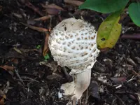 DSCF7566.webp