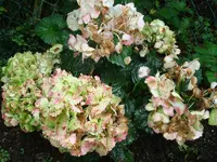 DSC02490.webp