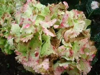 DSC02491.webp