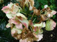DSC02492.webp
