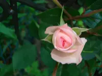 DSC01984.webp