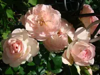 DSC02020.webp