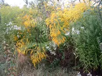 DSCF0011.webp