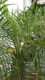 Dattelpalme a.webp